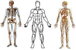 Human anatomy threes examples Threes examples in Anatomy
