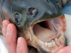 Piranha fish with human-like teeth