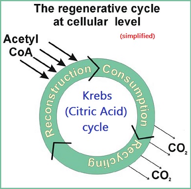 Simplified circular model of Krebs or Citric acid cycle