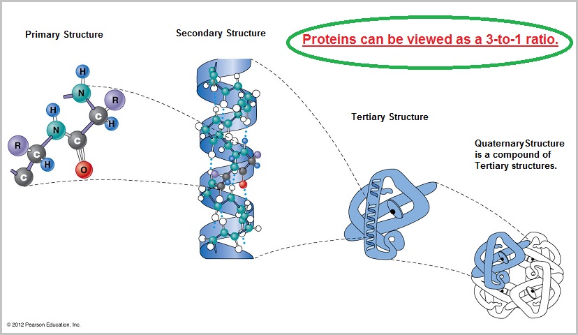 Primary, Secondary, Tertiary and Quaternary protein structures