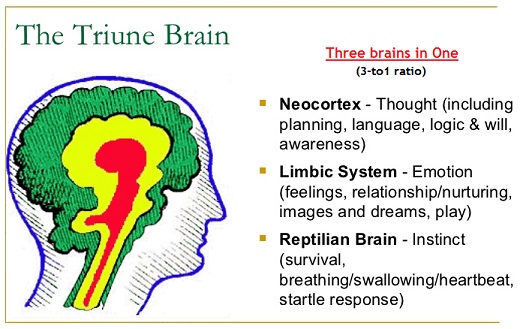 The Triune Brain perspective
