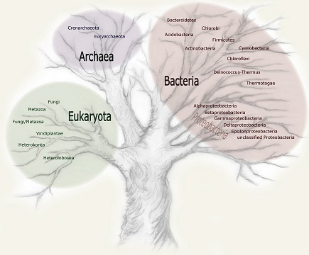 Tree of Life's 3 Domains
