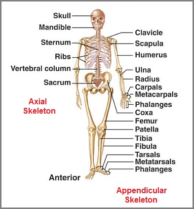 Adult Human Skeleton