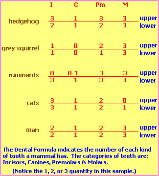 Dental formula of some mammals
