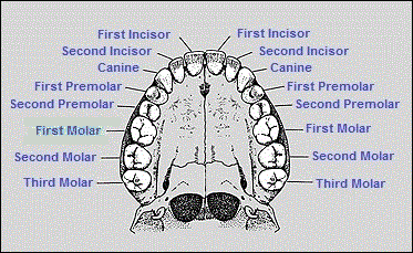Human teeth in jaw