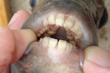 Human-like teeth in a Pacu fish