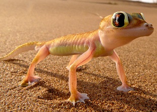 Webbed footed gecko