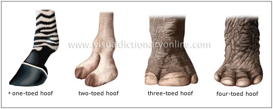 Examples of different hooves