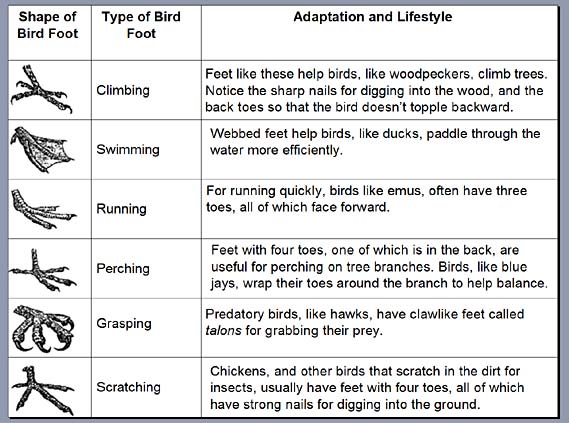 Various bird foot adaptations