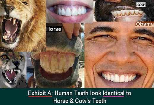 Human, horse and cow teeth are similar