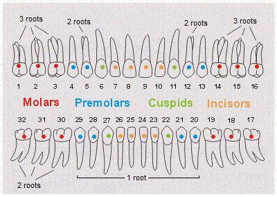 Types of human teeth and quantities