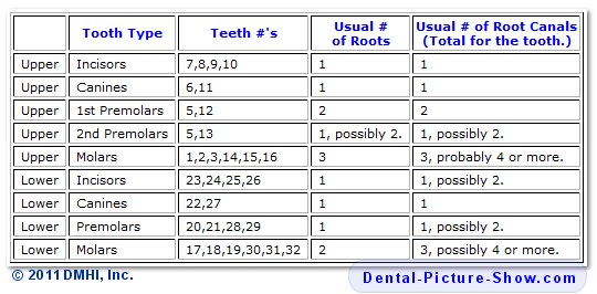Quantity of human teeth and tooth roots