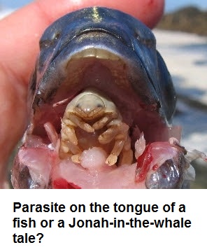 Parasite on a fish tongue