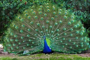 Peacock with fanned feathers