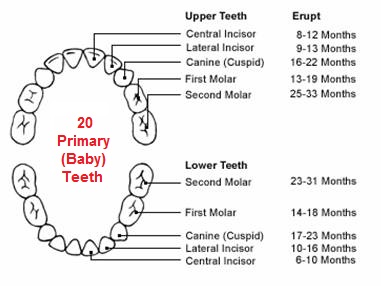 Chart of  primary teeth