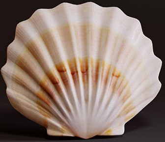 Common Seashell