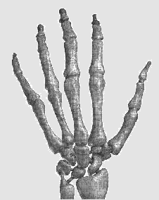 Human Skeletal Hand