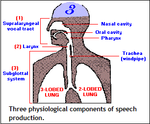 Three physiological components of speech