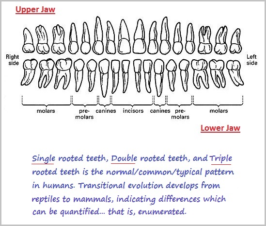Human teeth and jawline