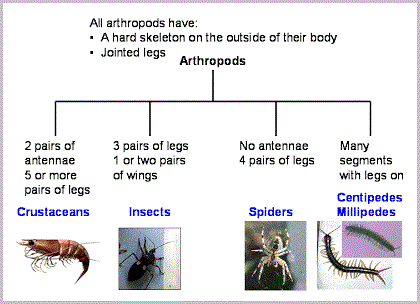 Arthropod groups