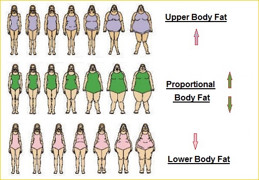 Female body distinctions of fat placement