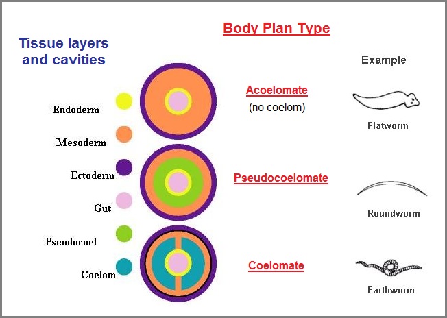 Germ layer- derived body plans