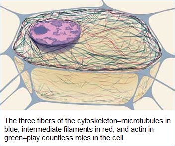 3 fibers of cytoskeleton