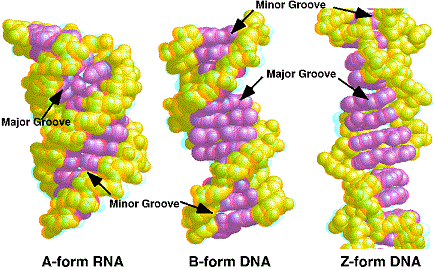 DNA forms A, B, and Z