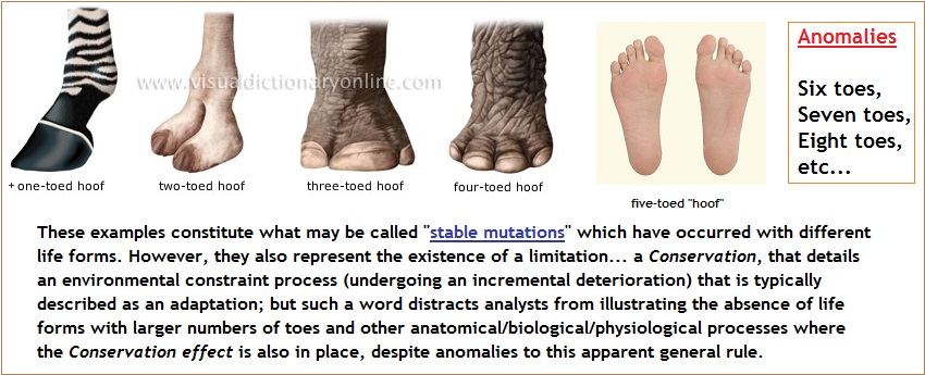 Conservation of toe quantity