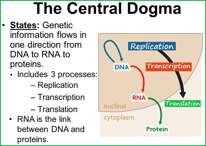 Seqence of DNA, RNA, and Proteins