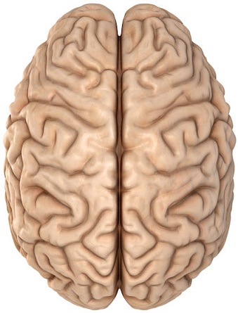 2 hemisphere brain model