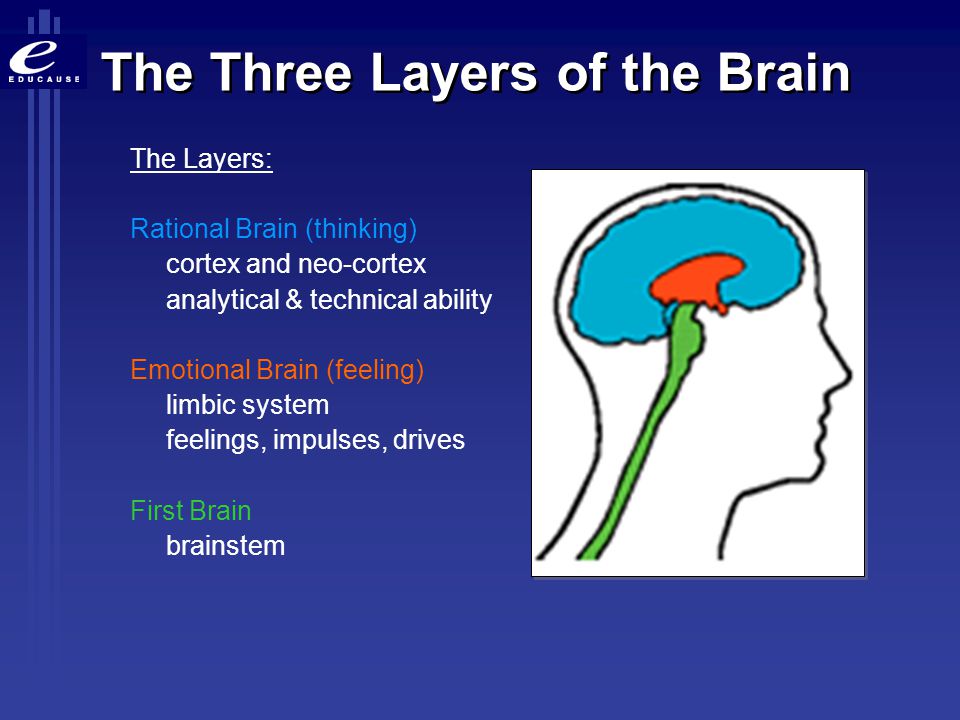 3 general categories of the brain's functions