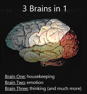 Three Brains in 1