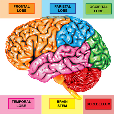 6 brain components model