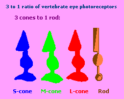 3 to 1 ratio of vertebrate eye photoreceptors