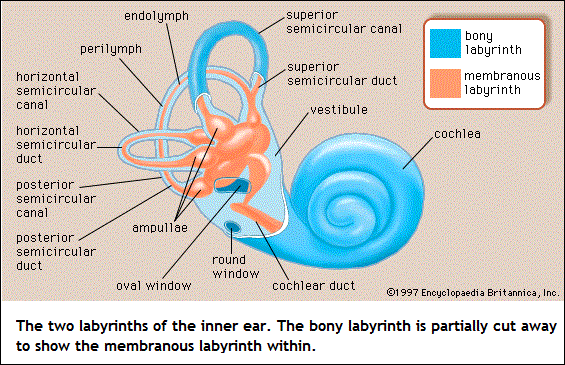 middle ear labyrinths (56K)