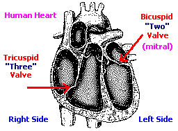 heart (4K)