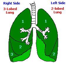 lungs (4K)