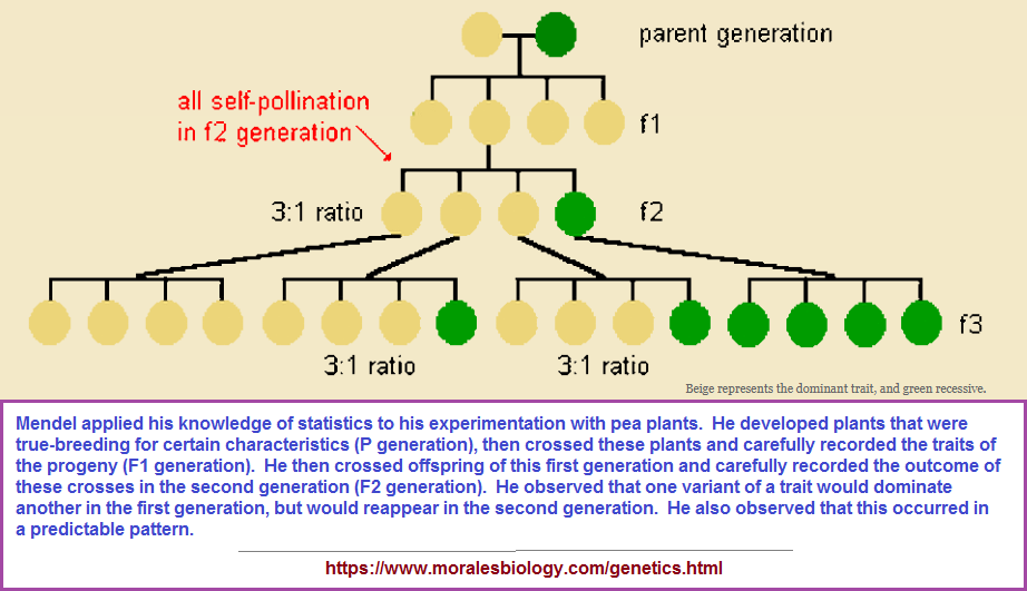 3 to 1 ratio in Mendelian genetics
