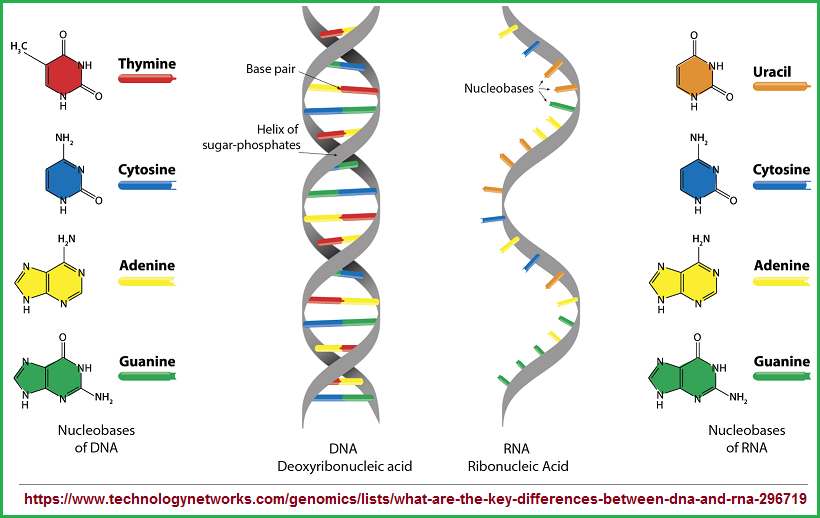 DNA and RNA compairson