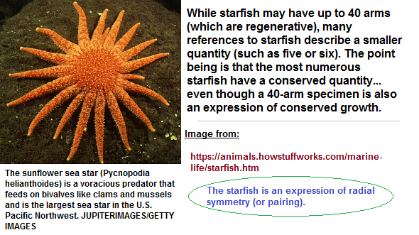 Symmetry in a starfish