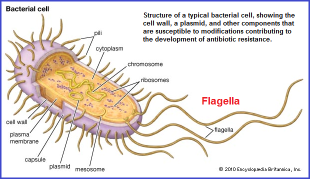 Bacterial cell Flagella (196K)