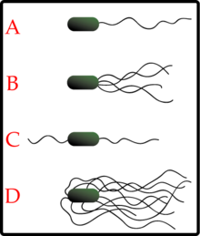 Flagella examples (20K)