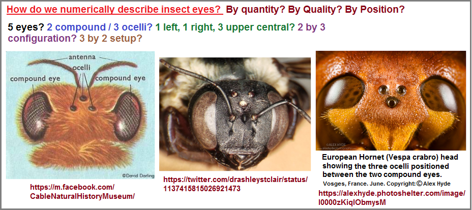 What criteria to enumerate Insect eyes? (608K)