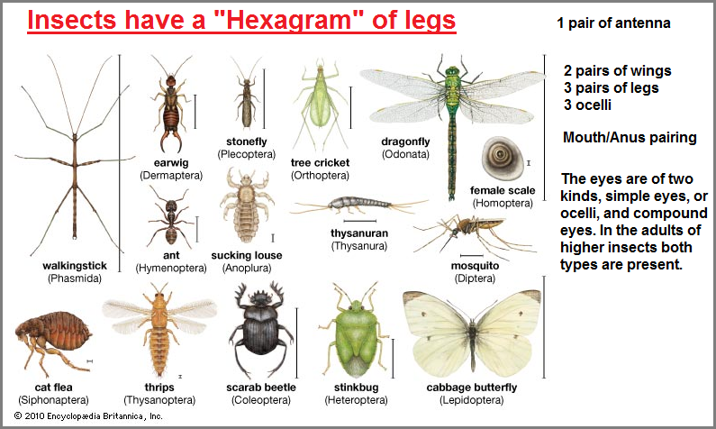 Insect legs hexagram (300K)