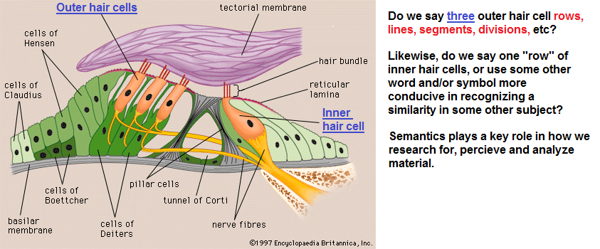 Describing hair cells in the Organ of Corti (109K)