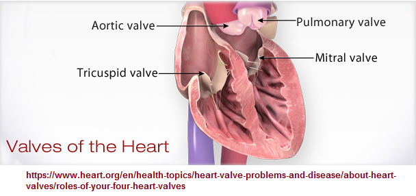 Human heart valves image 1