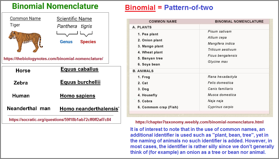 Binomial Naming system