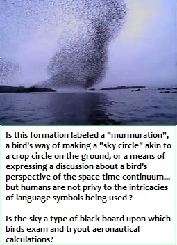 The language of murmuration