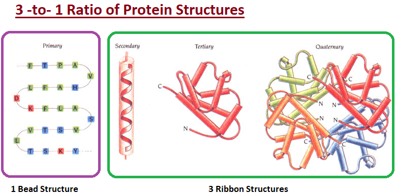 Protein structures exhibiting a 3 to 1 ratio 3 to 1 ratio of protein structures